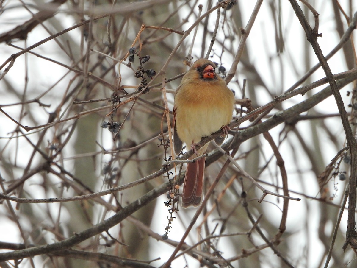 ショウジョウコウカンチョウ - ML646477867