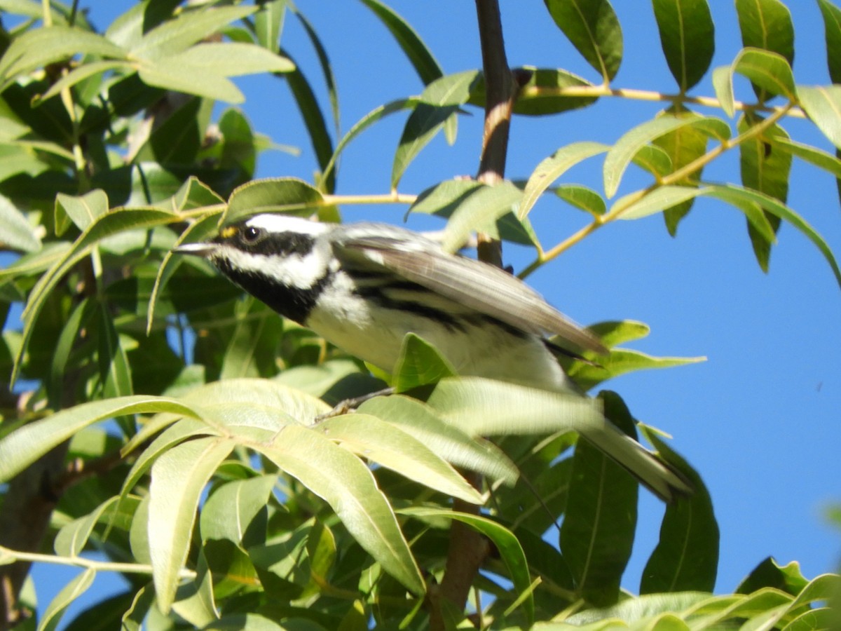 Black-throated Gray Warbler - ML646477872
