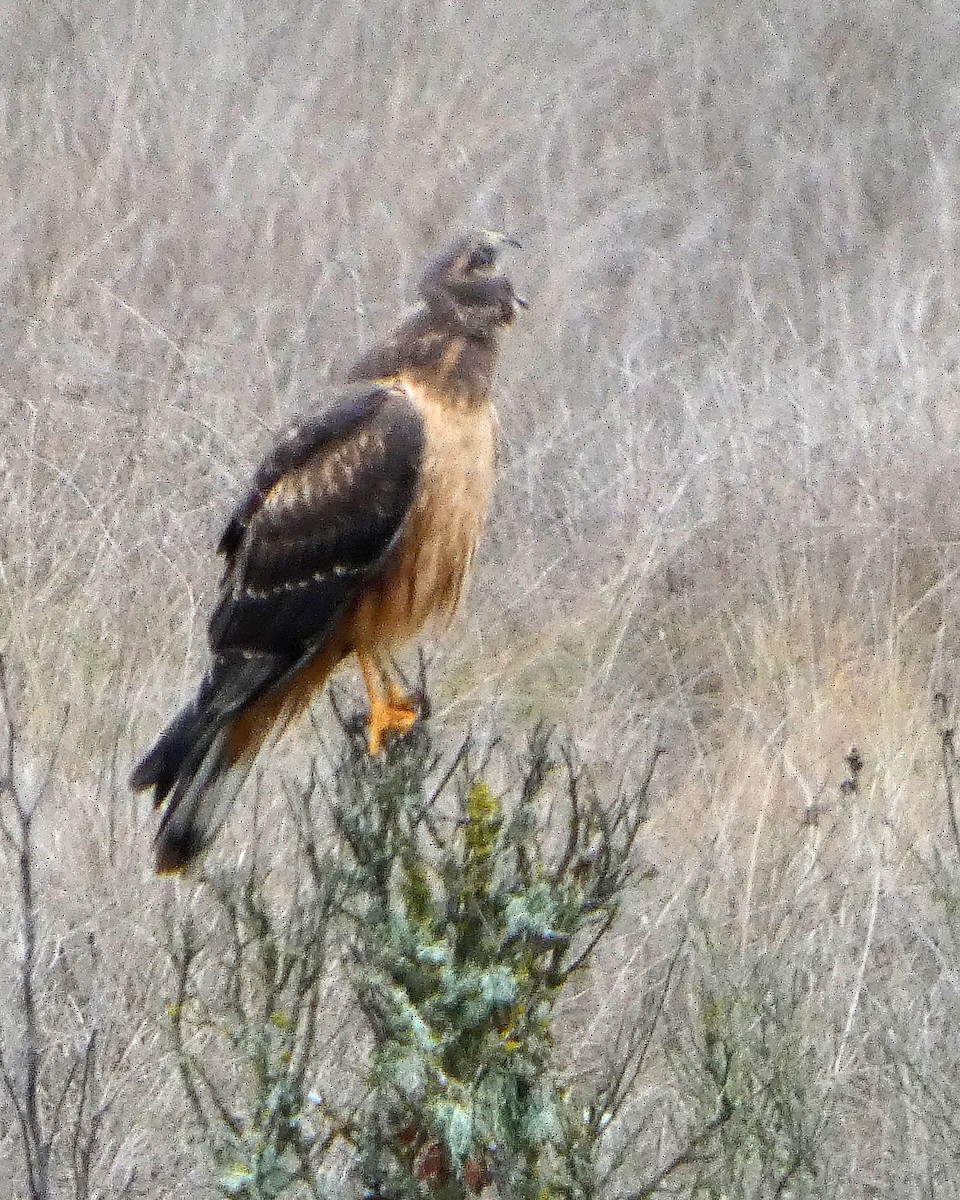 Американский лунь - ML646477873