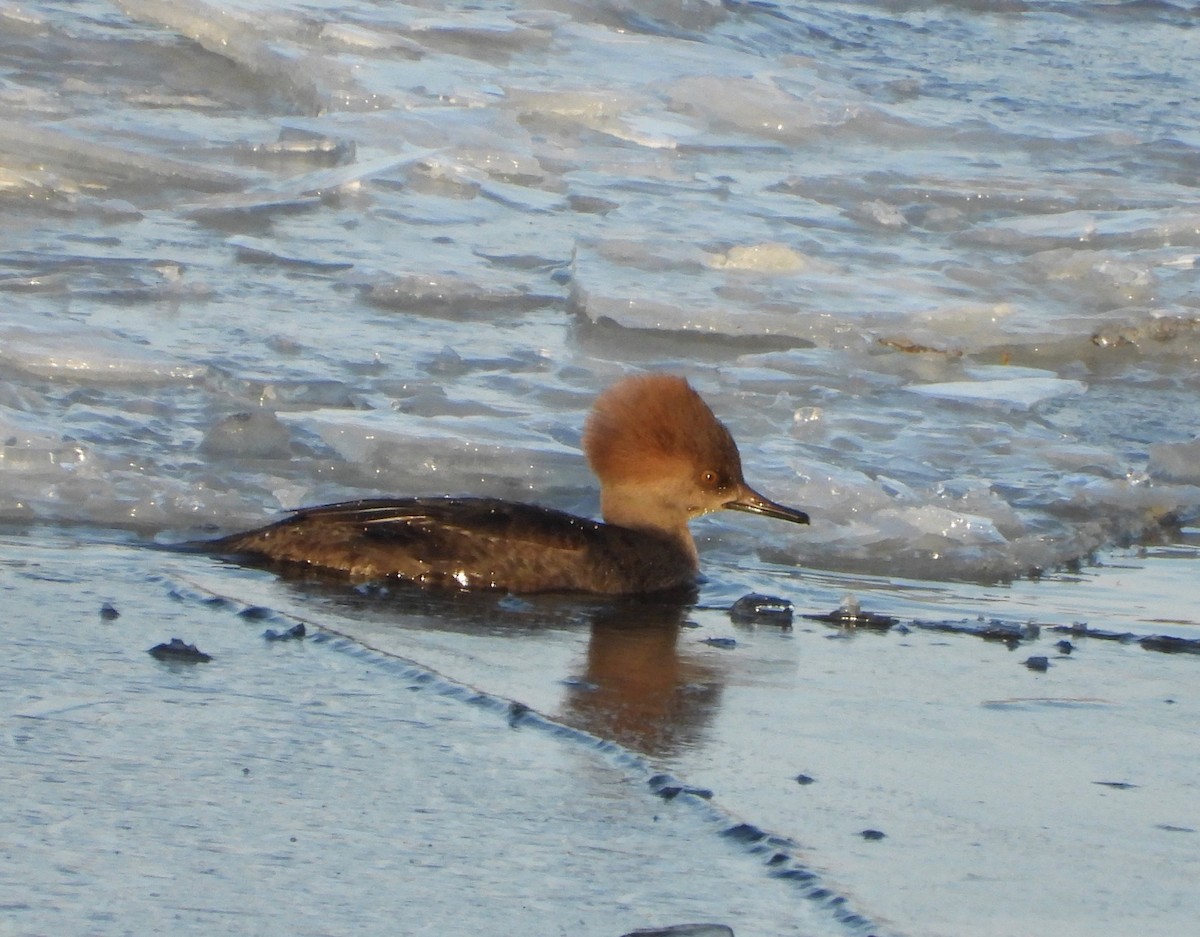 Hooded Merganser - ML646477874