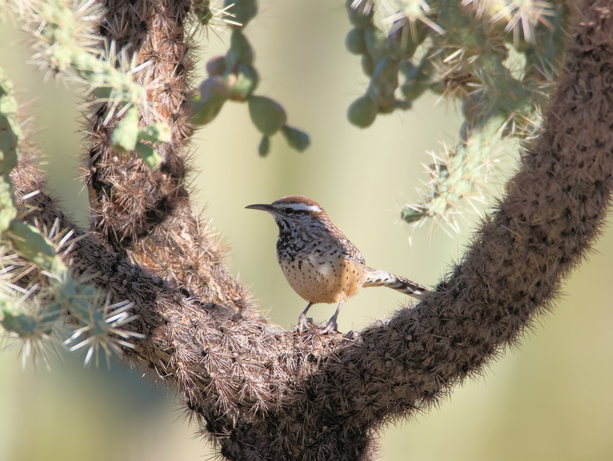 Cactus Wren - ML646477875