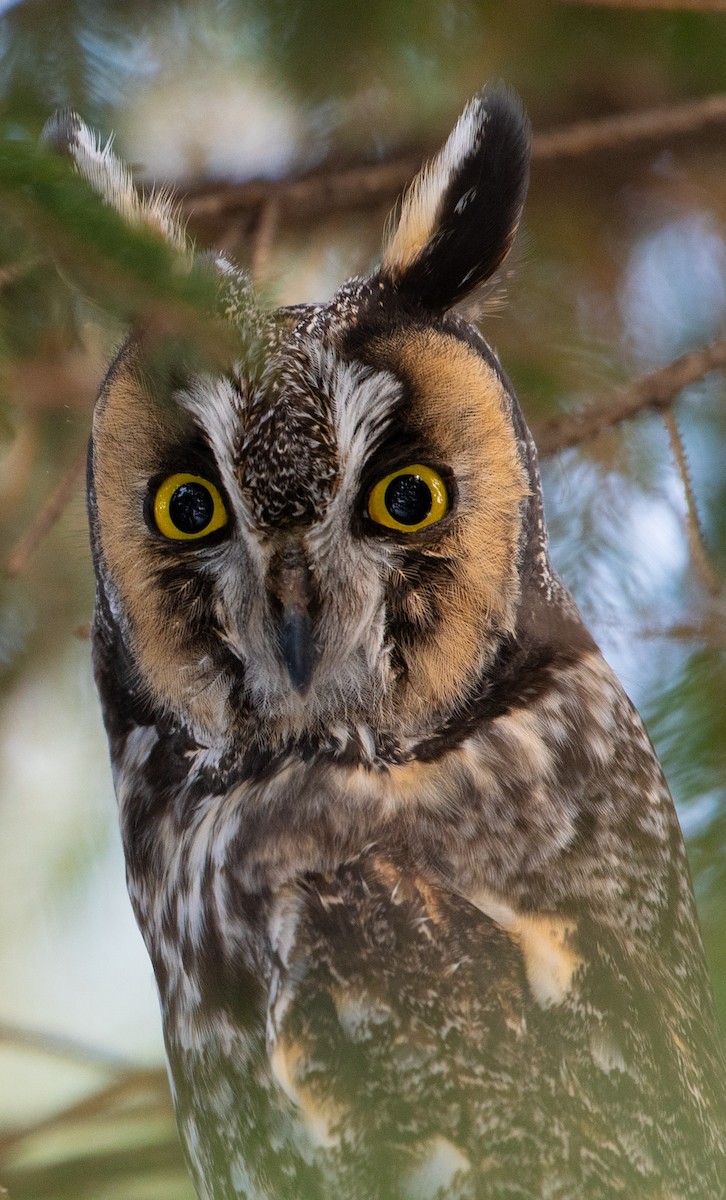 Long-eared Owl - ML646477876