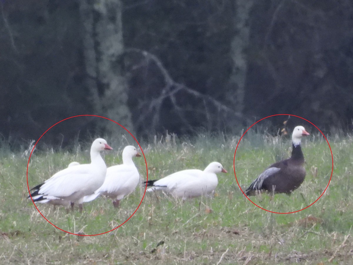 Snow Goose - ML646477879