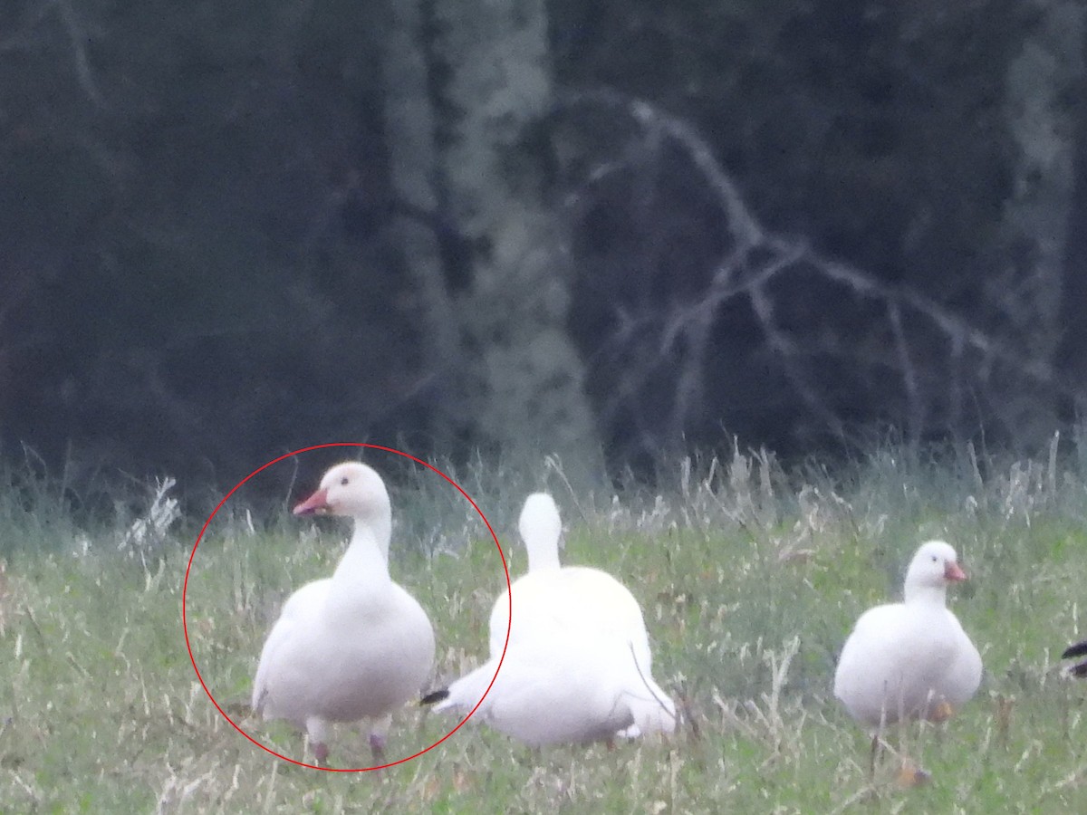 Snow Goose - ML646477880