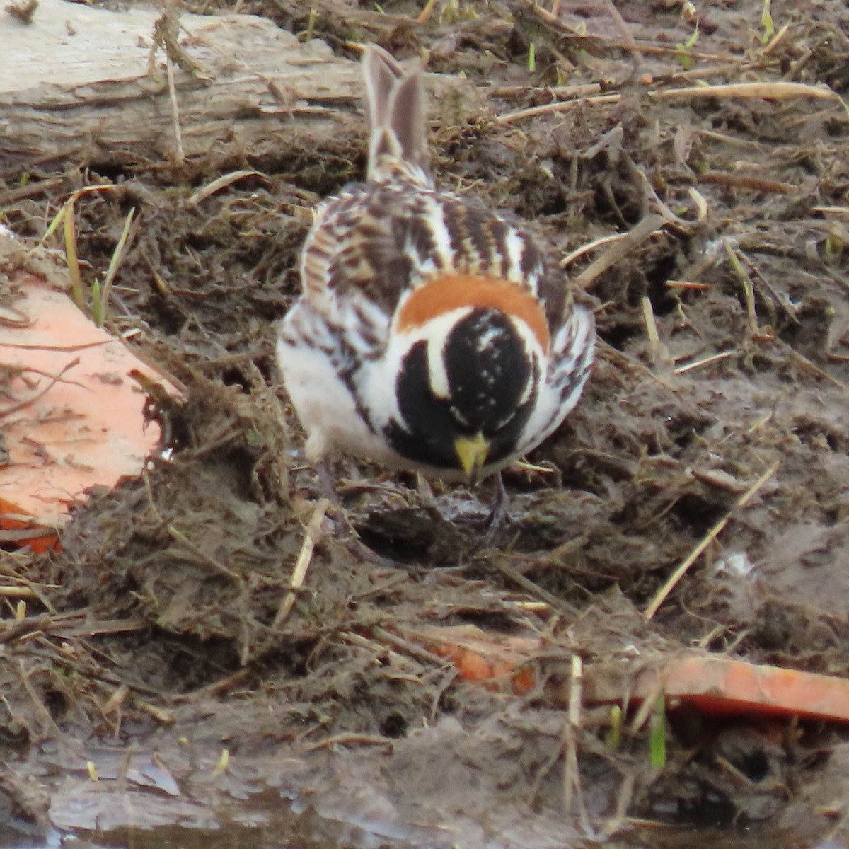Lapland Longspur - ML646477881