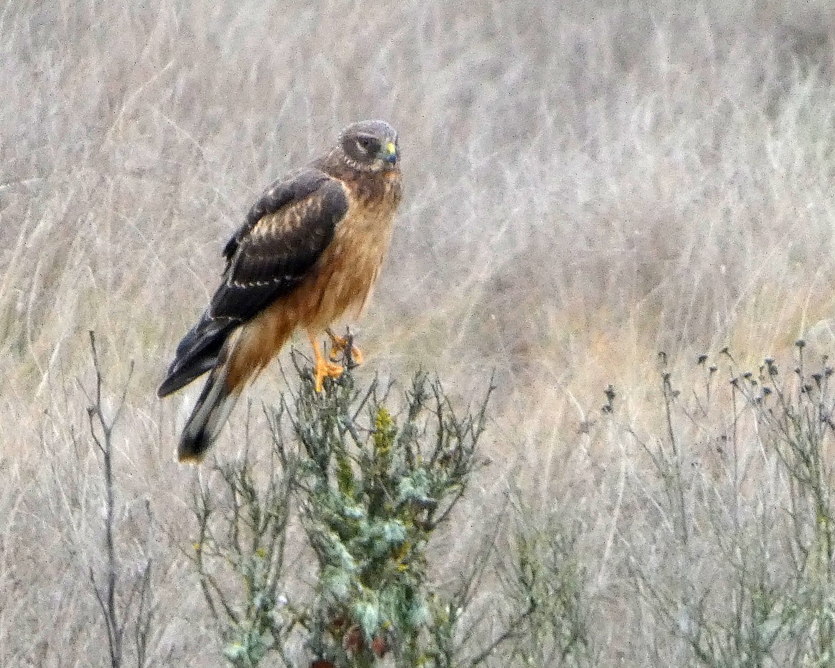 Американский лунь - ML646477882