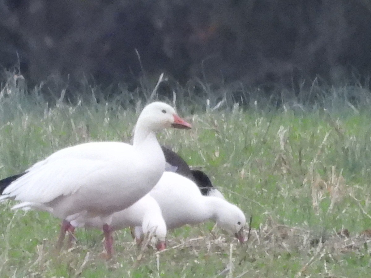 Snow Goose - ML646477884