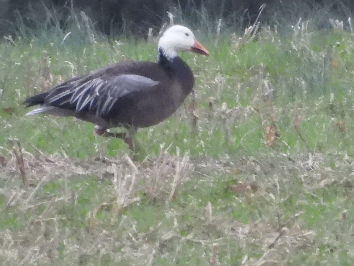 Snow Goose - ML646477885