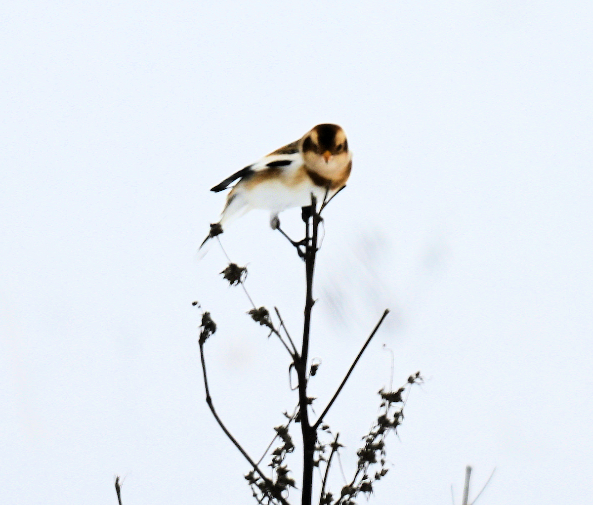 Snow Bunting - ML646477886
