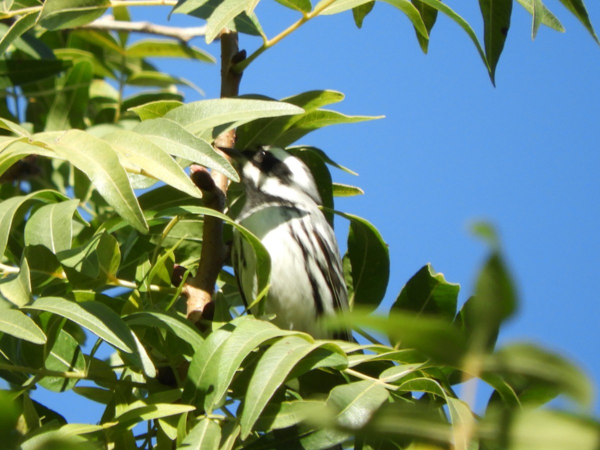 Black-throated Gray Warbler - ML646477888