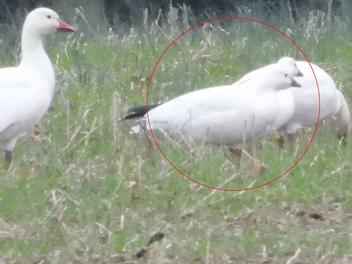 Ross's Goose - ML646477889