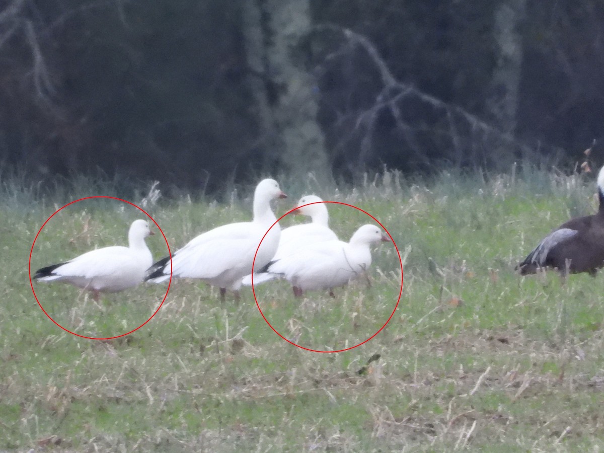 Ross's Goose - ML646477890