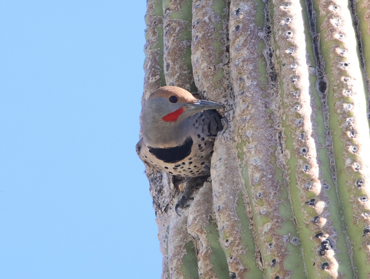 Gilded Flicker - ML646477891