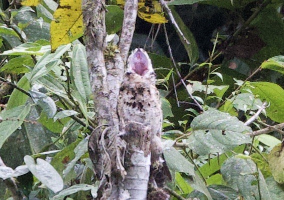 And Putusu - ML646477892