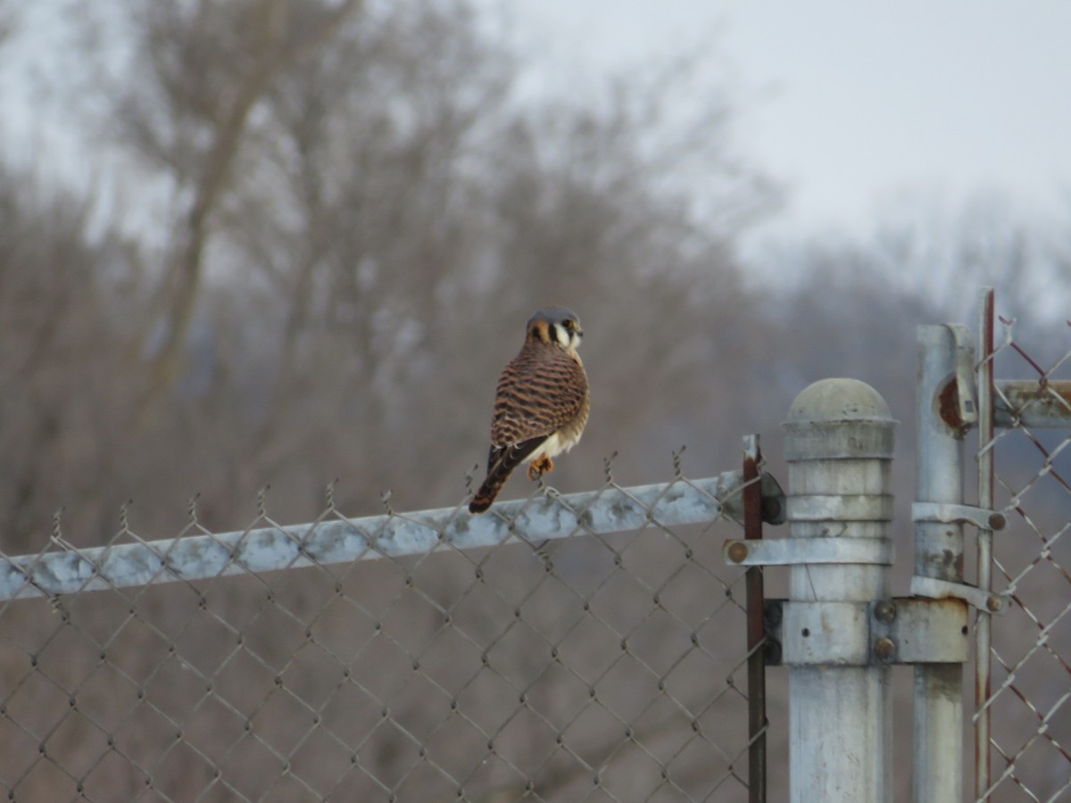 American Kestrel - ML646477895