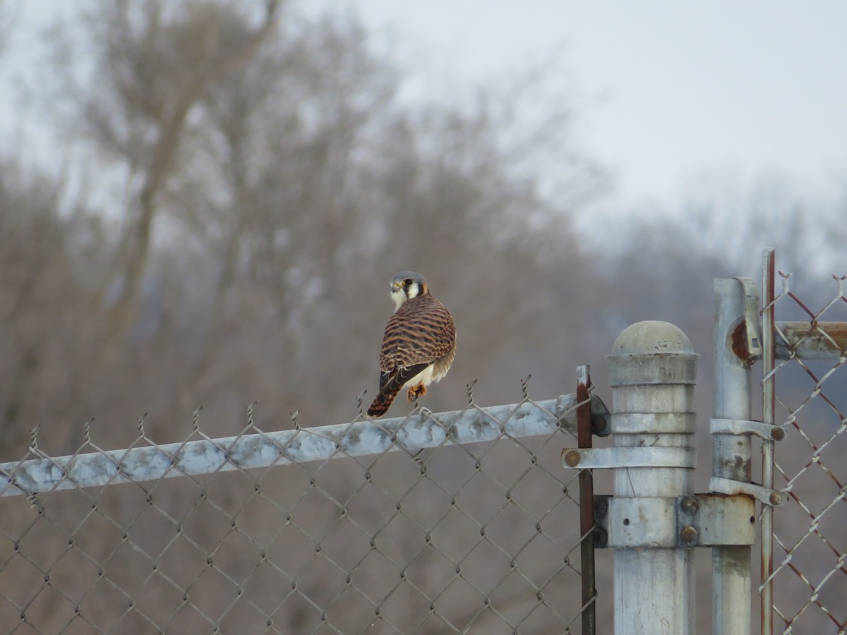 American Kestrel - ML646477896