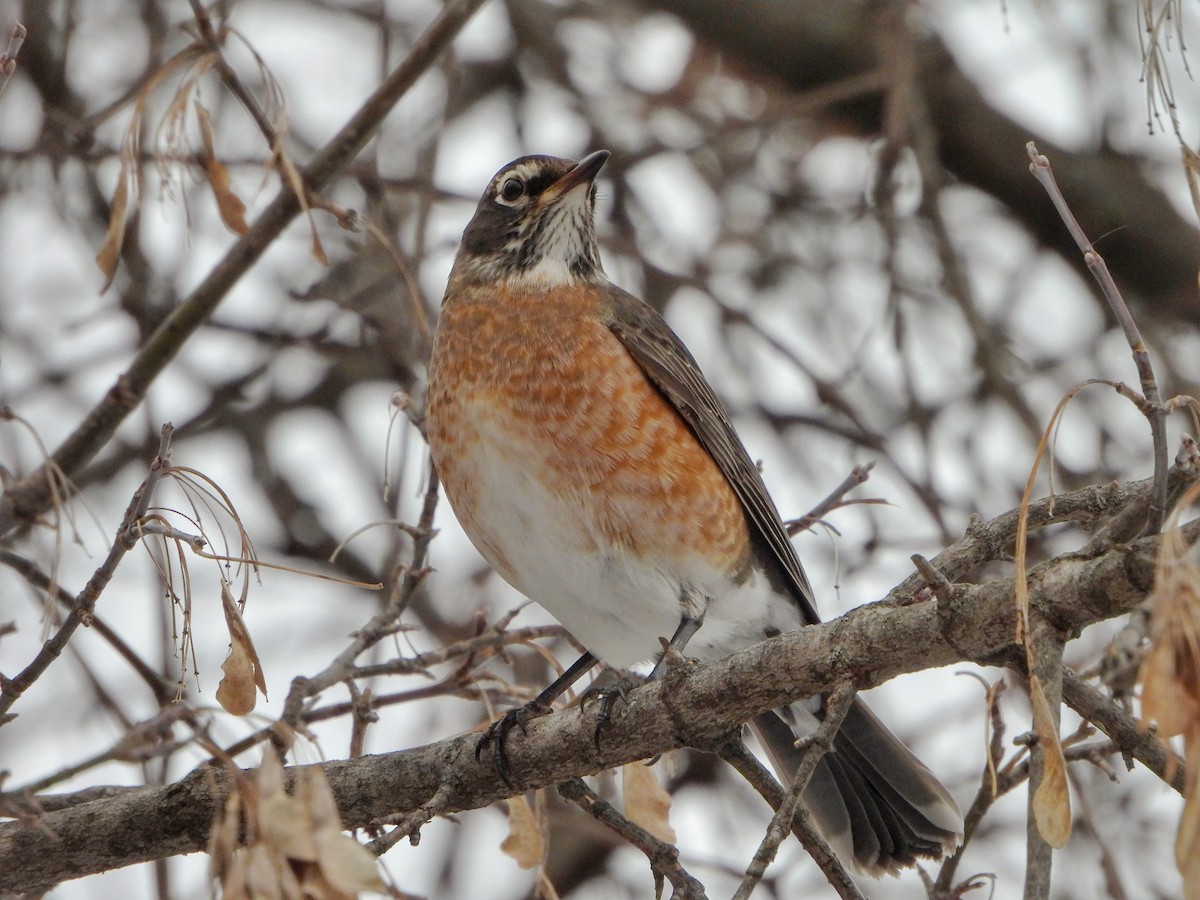 コマツグミ - ML646477897