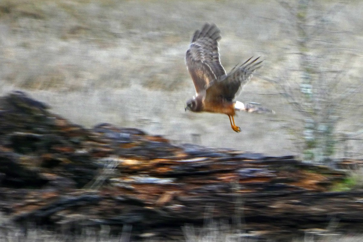 Американский лунь - ML646477898