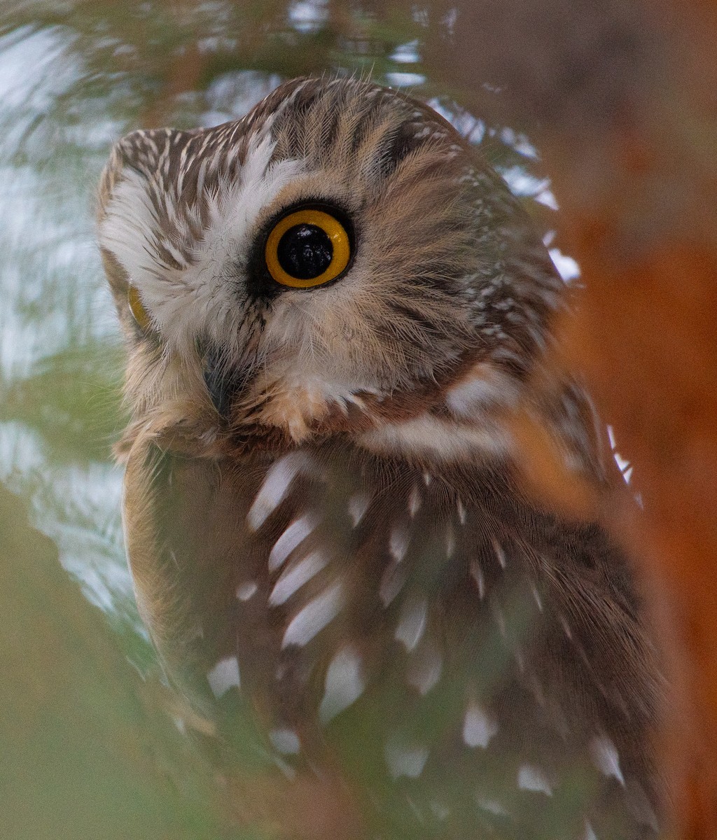 Northern Saw-whet Owl - ML646477899