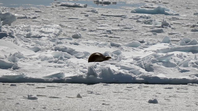 カニクイアザラシ - ML646477900