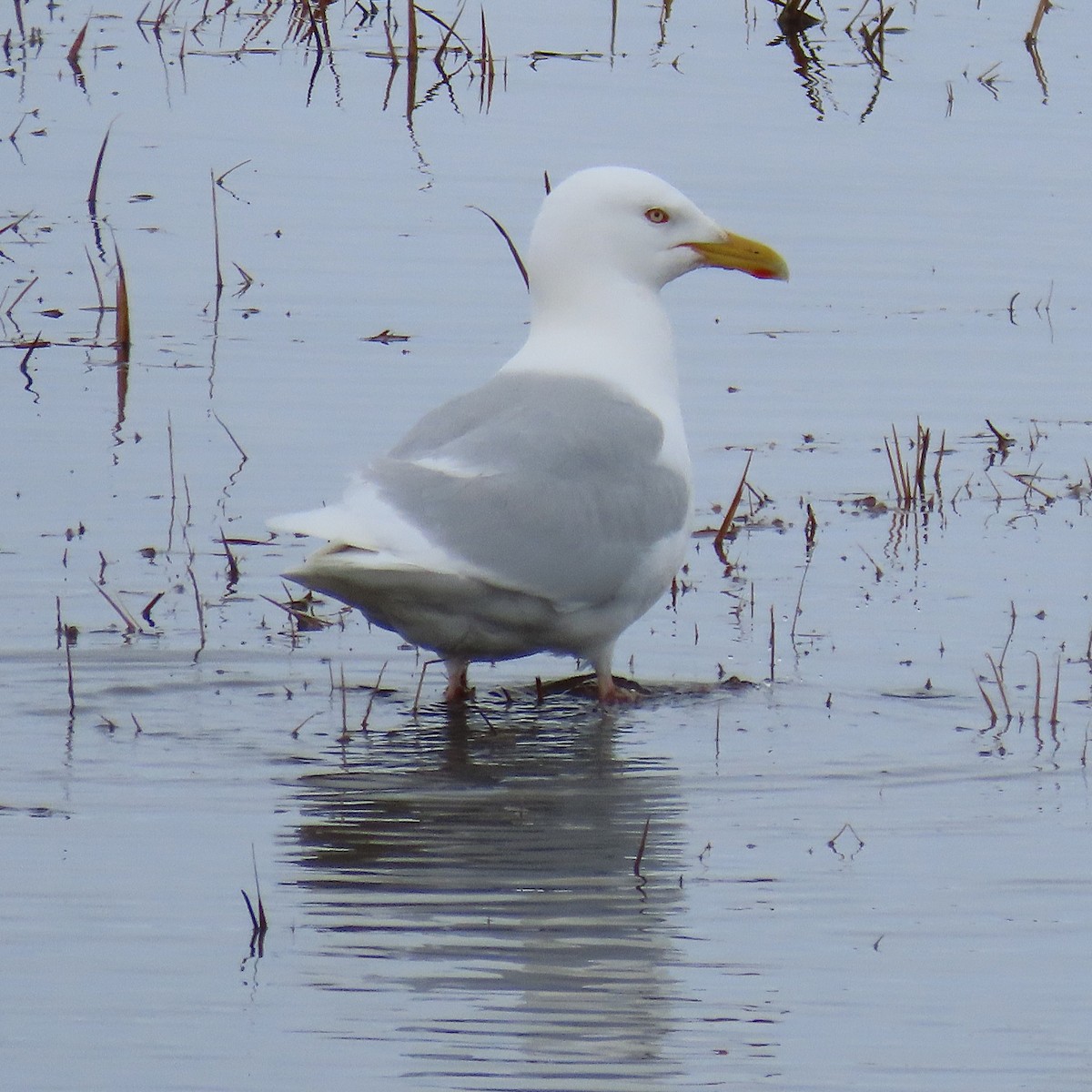 北極鷗 - ML646477901