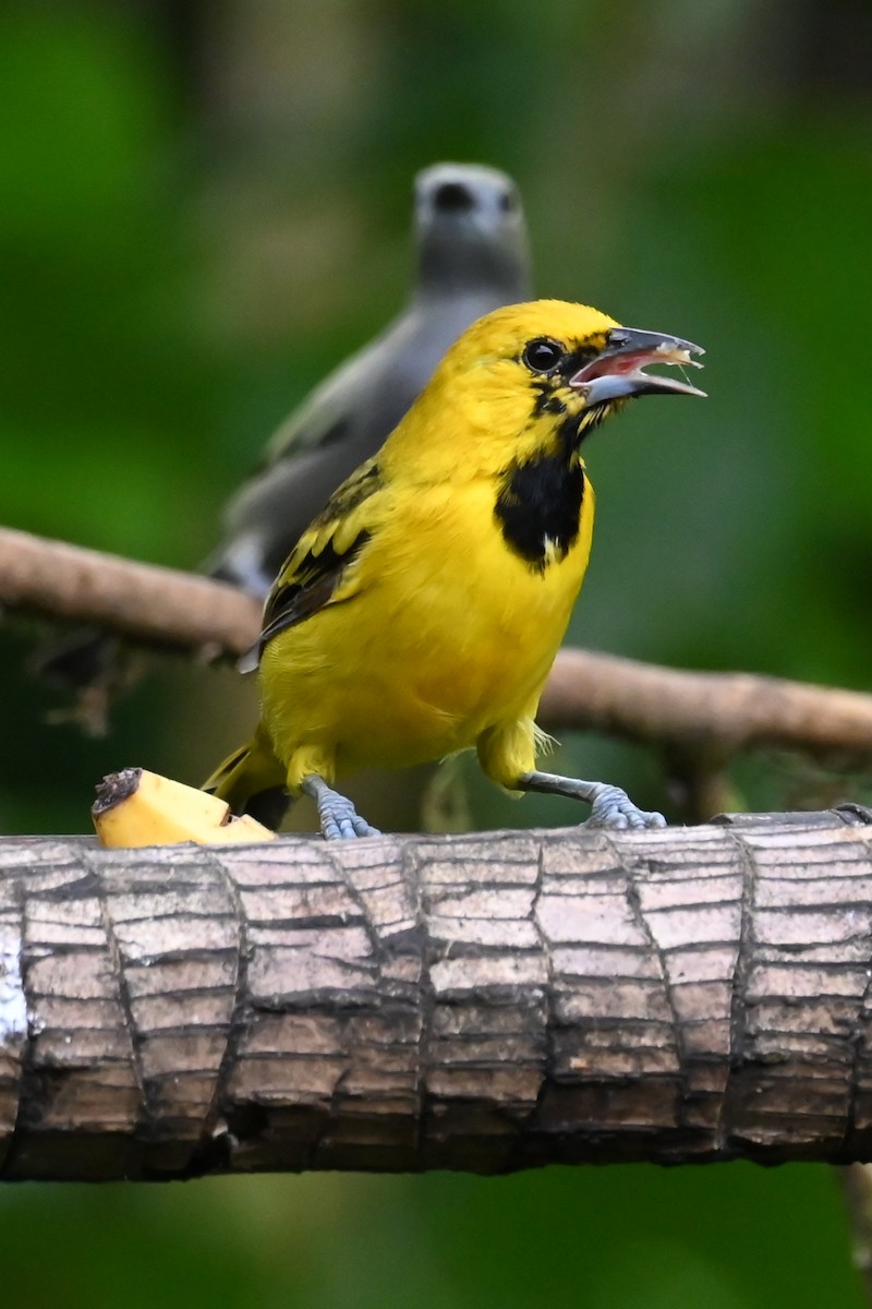 Yellow-tailed Oriole - ML646477902