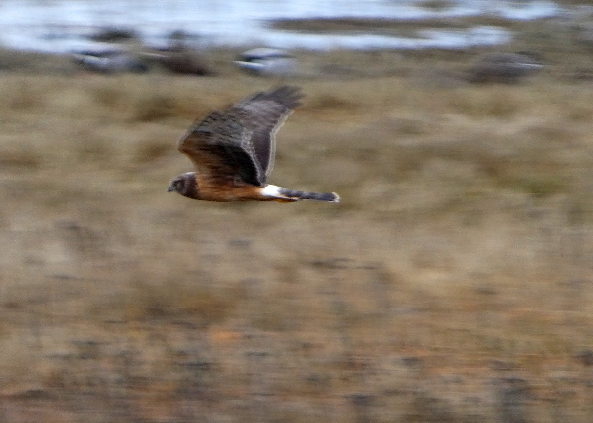 Американский лунь - ML646477906