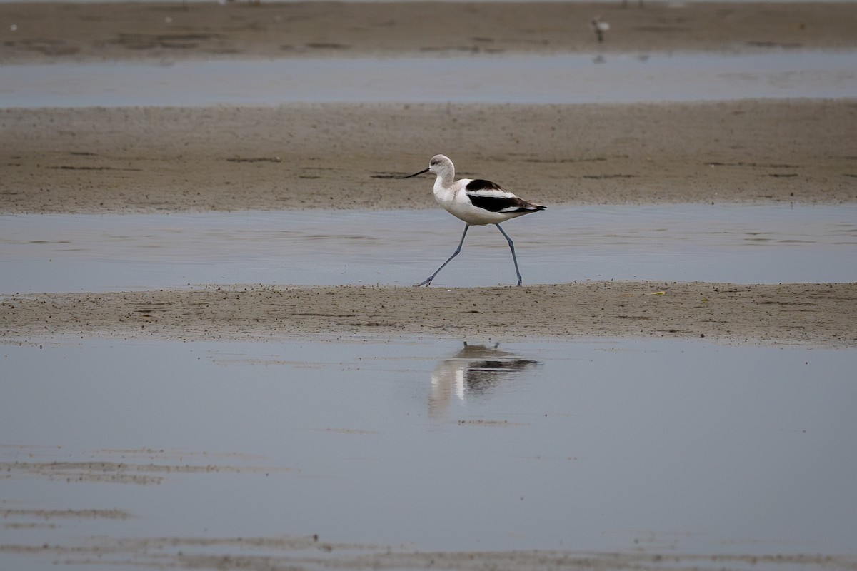 tenkozobec americký - ML646477907