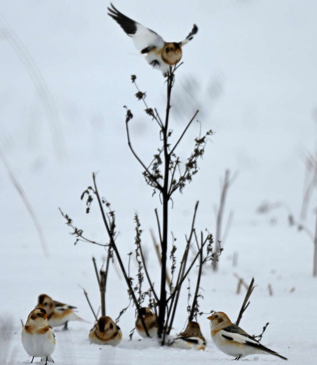 Snow Bunting - ML646477909