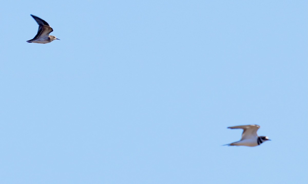 jespák drobný - ML646477911