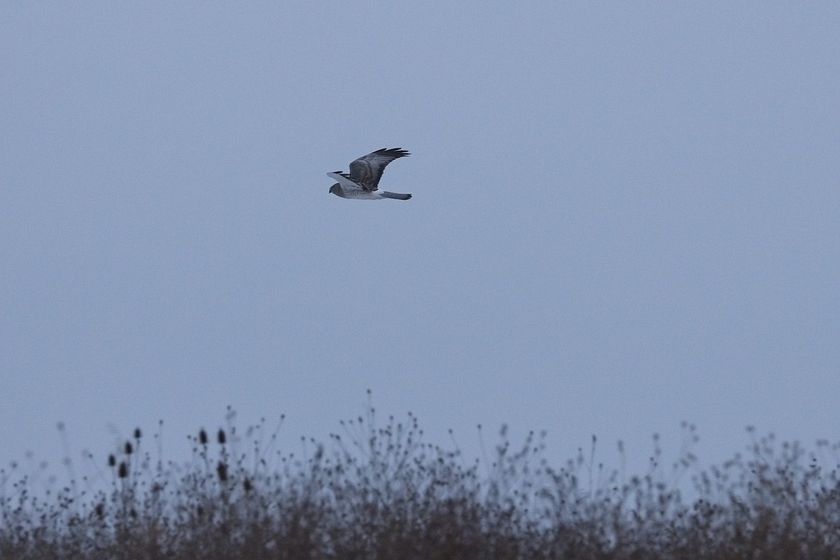 Northern Harrier - ML646477915