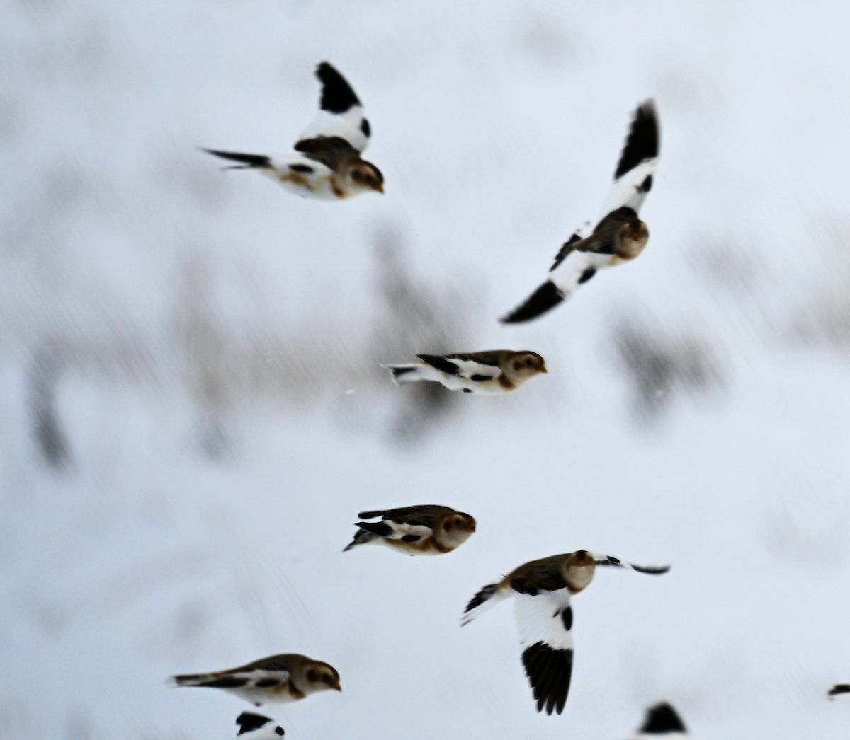 Snow Bunting - ML646477916