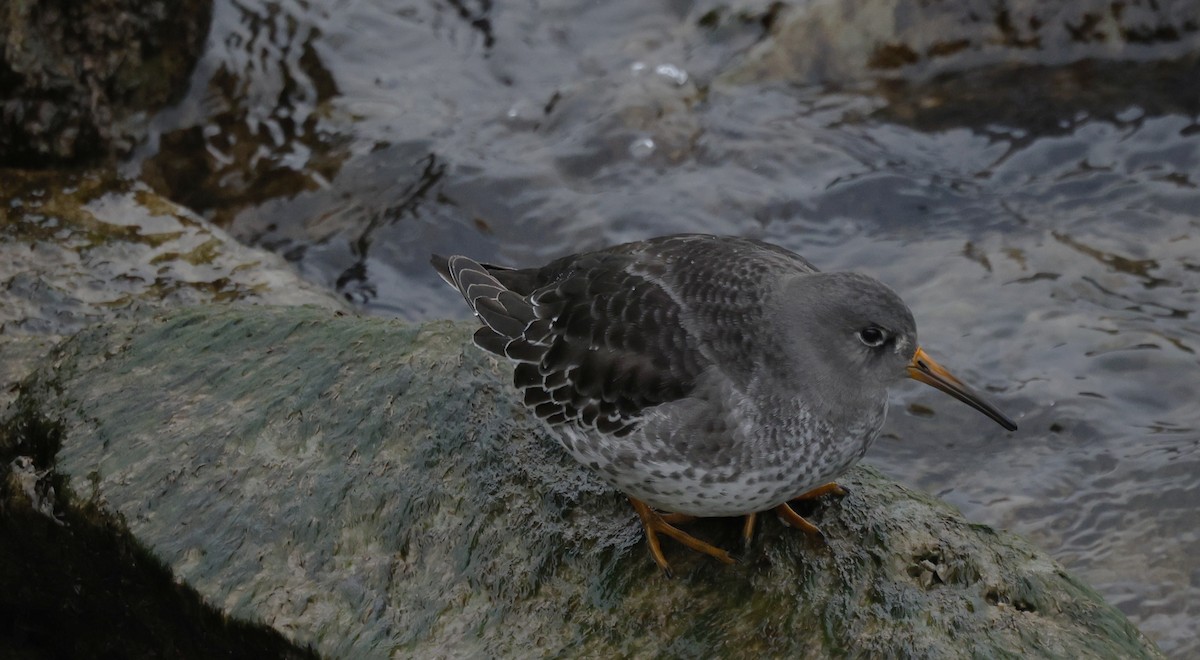 Purple Sandpiper - ML646477917