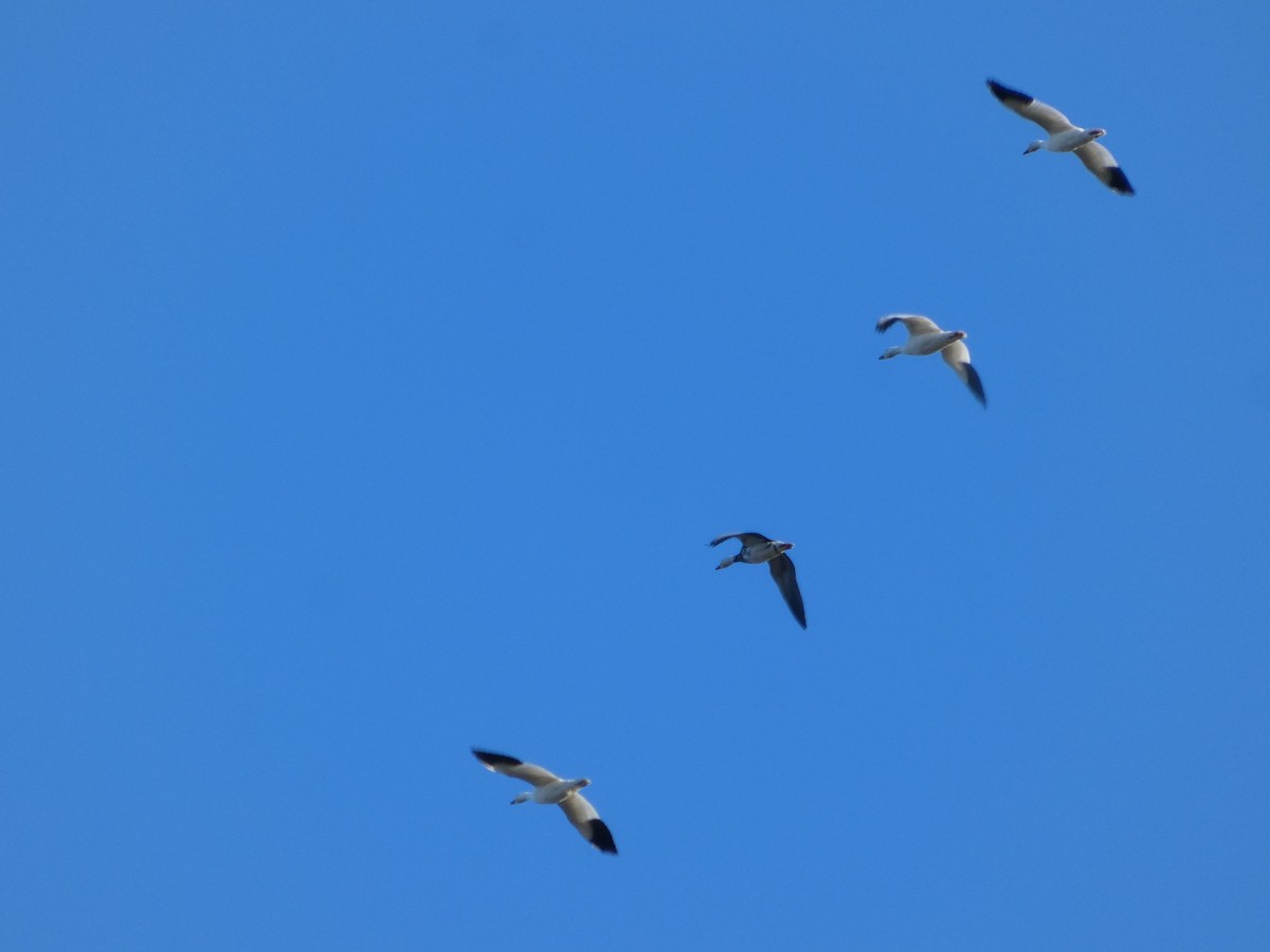 husa sněžní - ML646477918