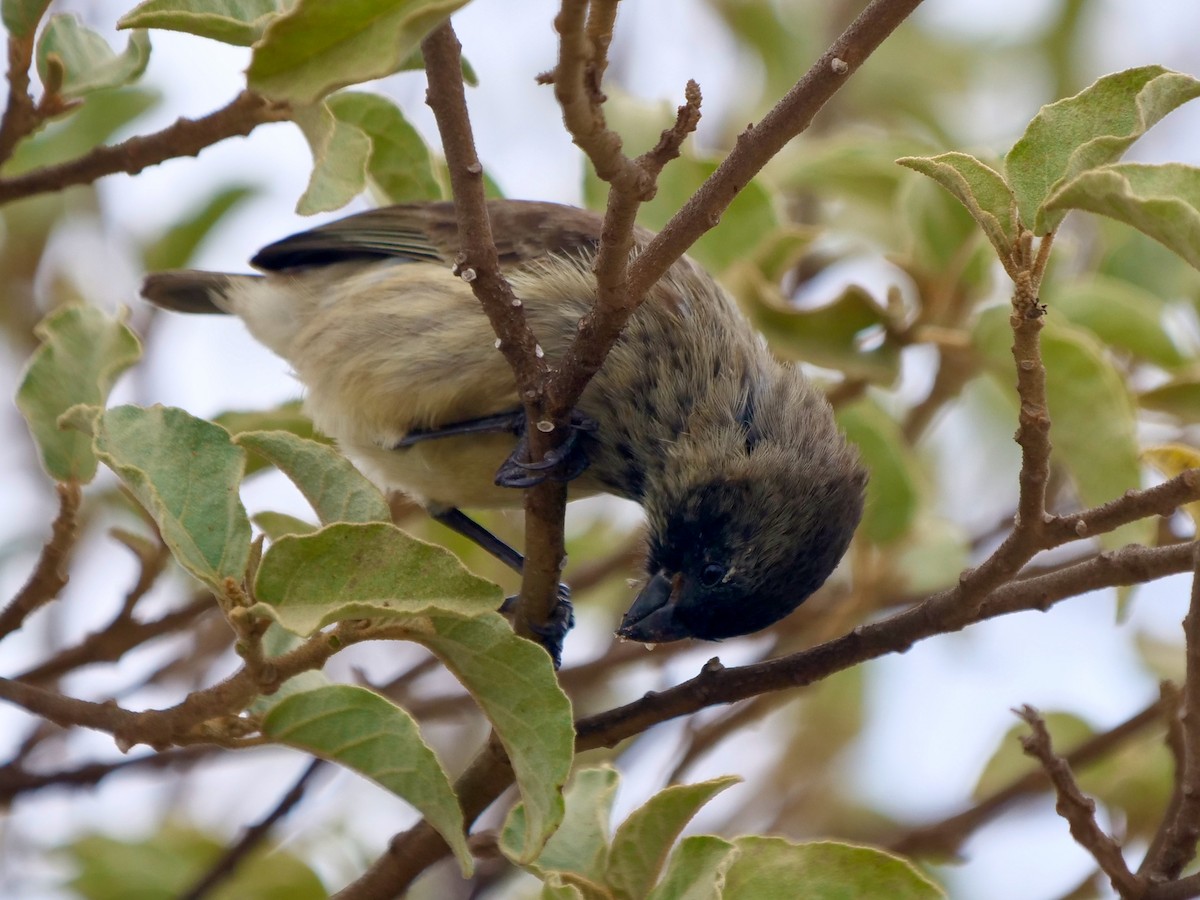 Medium Tree-Finch - ML646477920