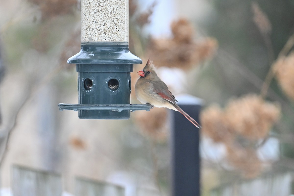 Northern Cardinal - ML646477923