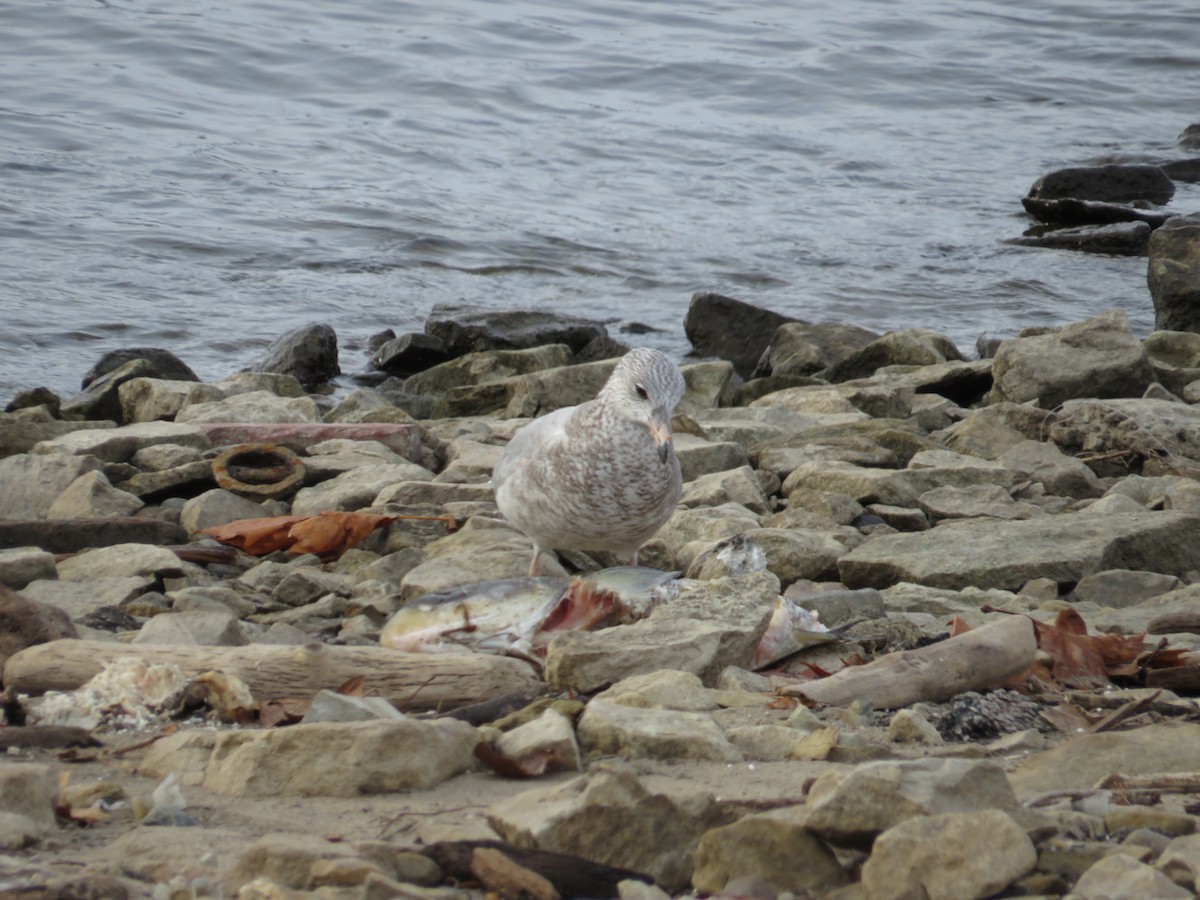 Ring-billed Gull - ML646477924