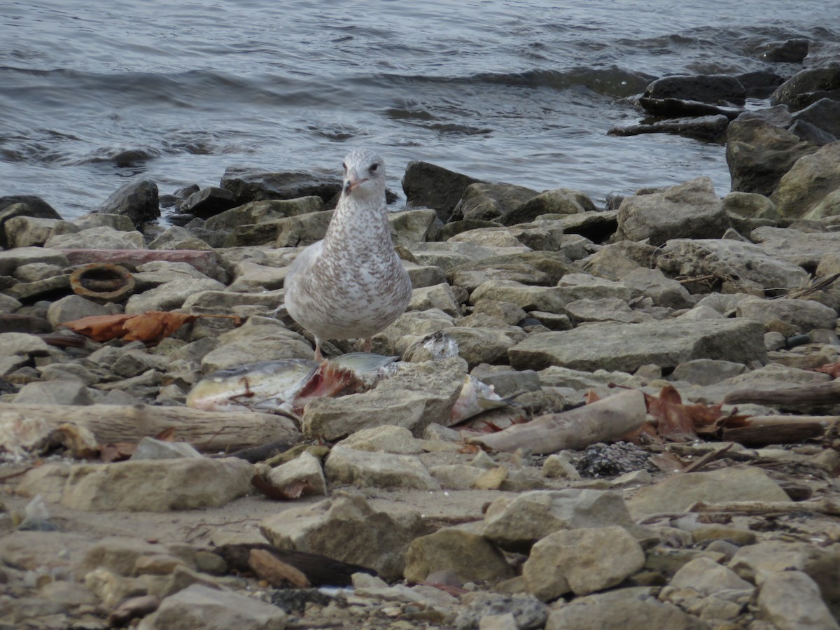 Ring-billed Gull - ML646477925
