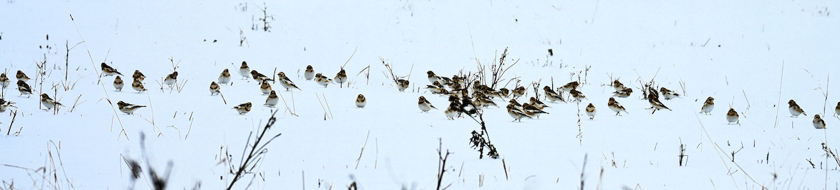 Snow Bunting - ML646477926