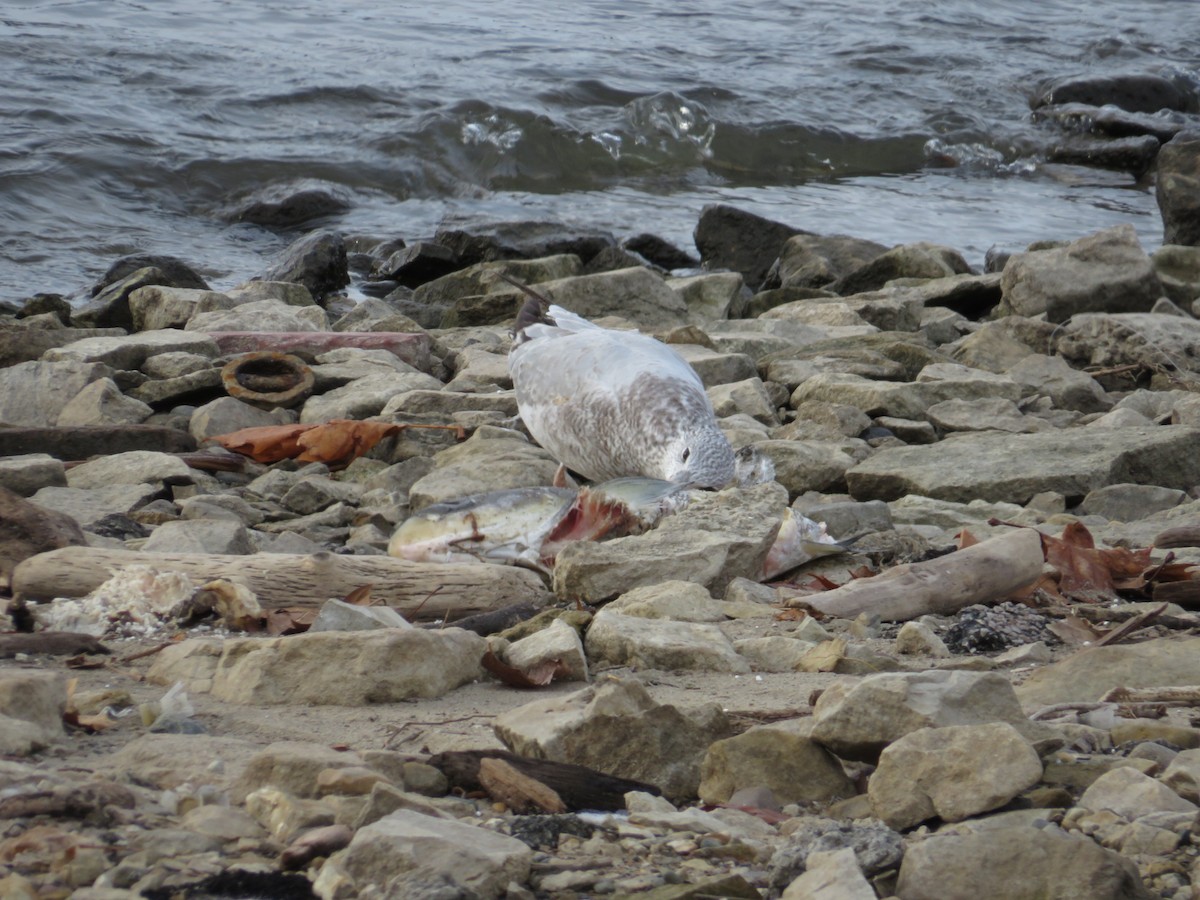 Ring-billed Gull - ML646477927