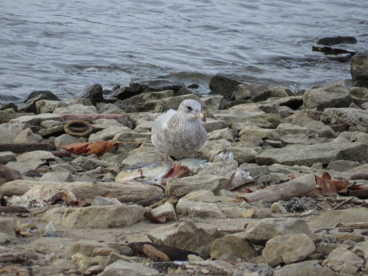 Ring-billed Gull - ML646477928