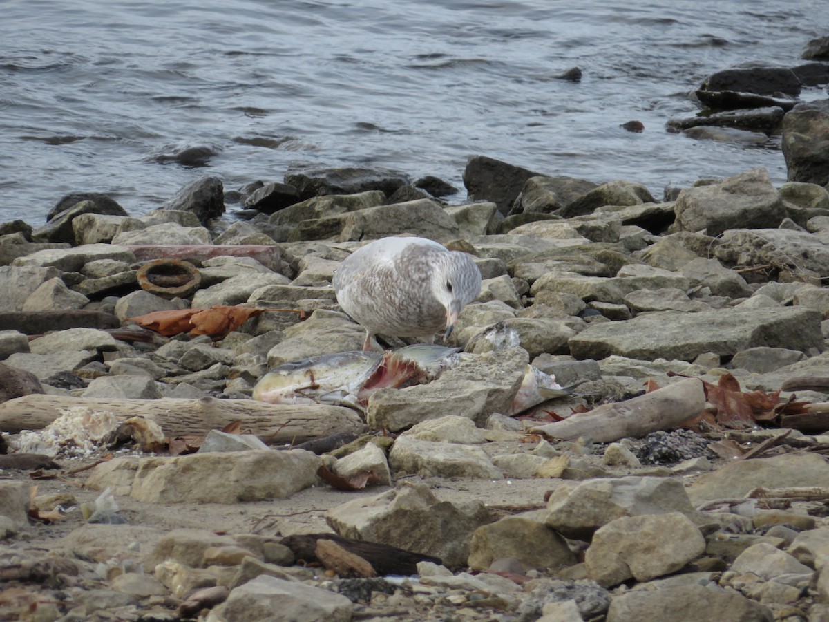Ring-billed Gull - ML646477929