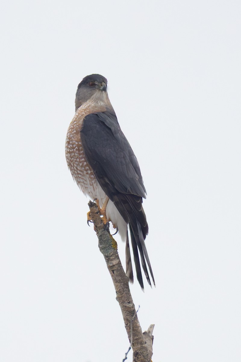 Cooper's Hawk - ML646477933