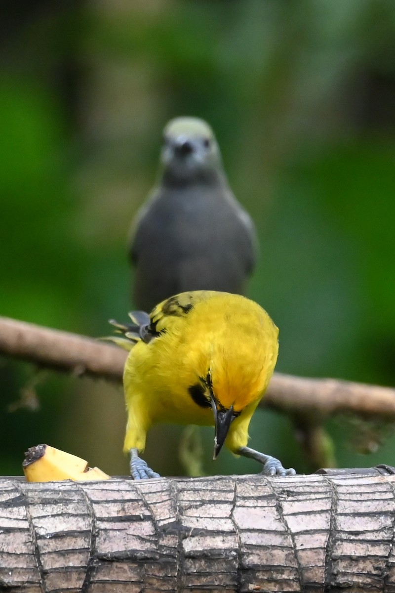 Yellow-tailed Oriole - ML646477936