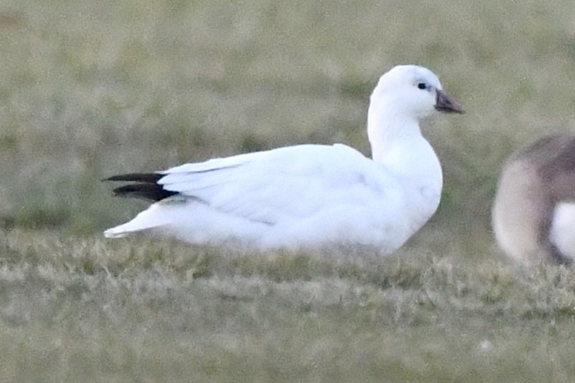 Ross's Goose - ML646477946
