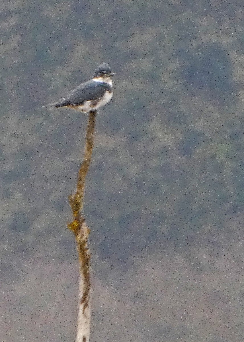 Опоясанный зимородок - ML646477948