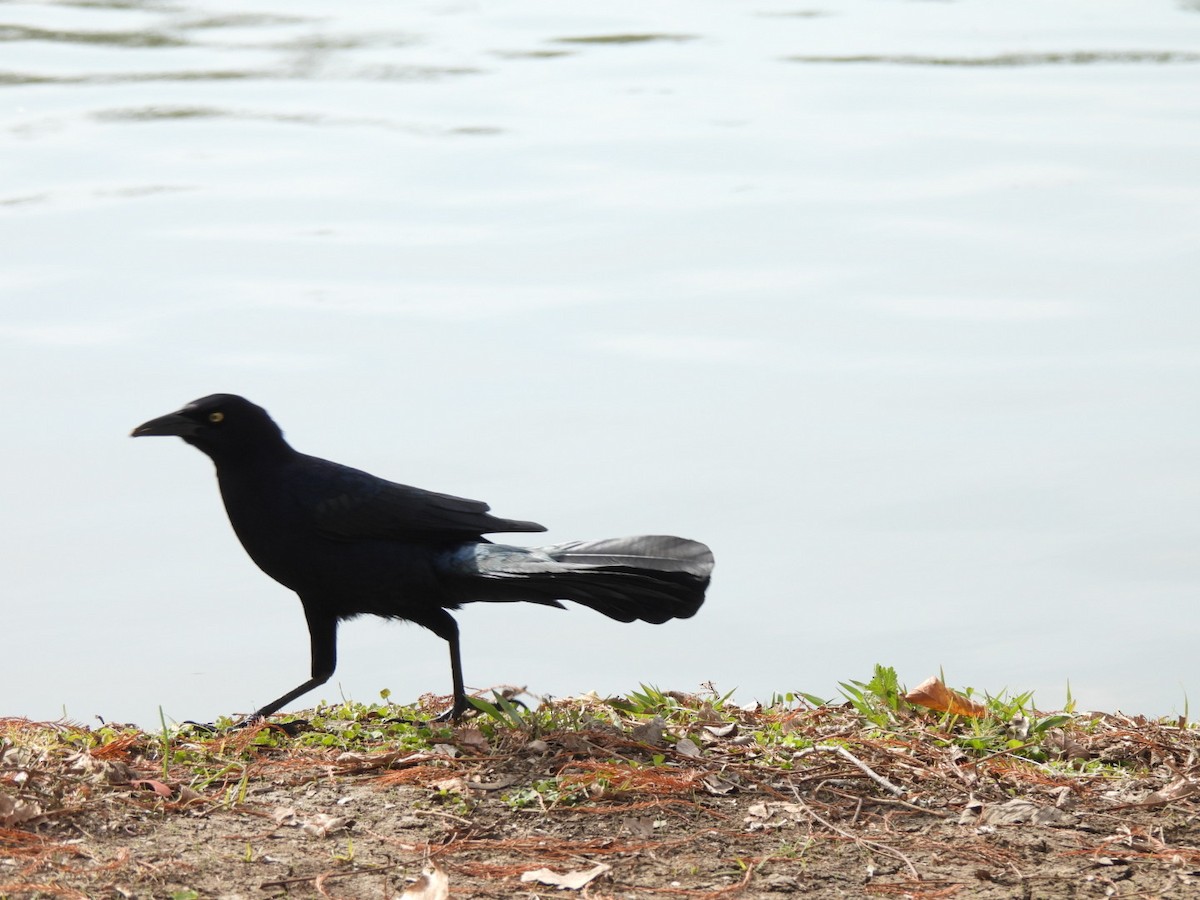 Great-tailed Grackle - ML646477953
