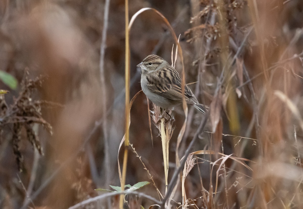 Chipping Sparrow - ML646477957