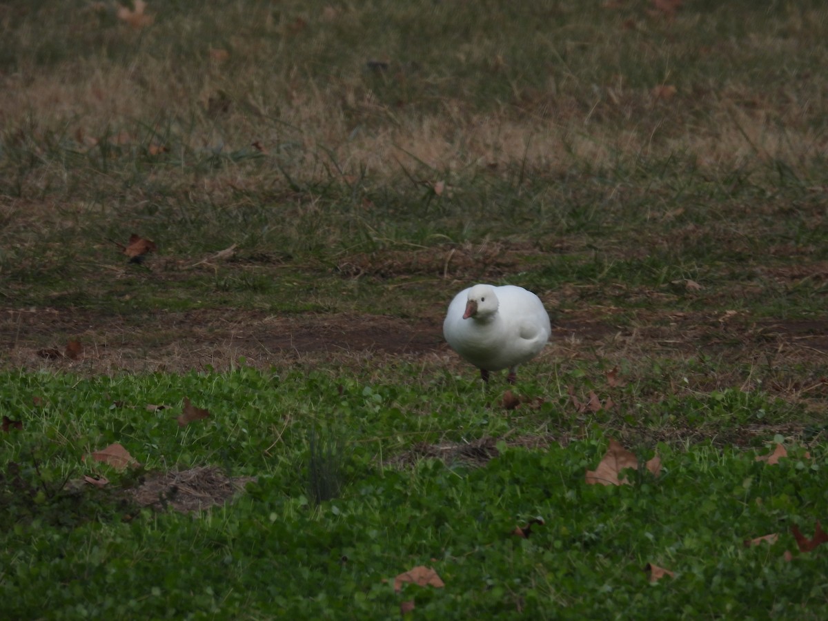 Ross's Goose - ML646477958