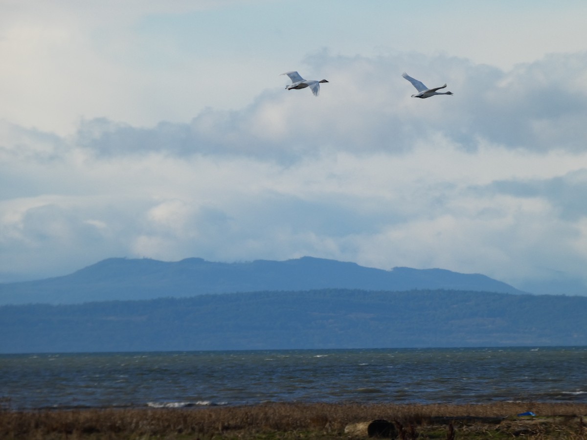 labuť trubač - ML646477959